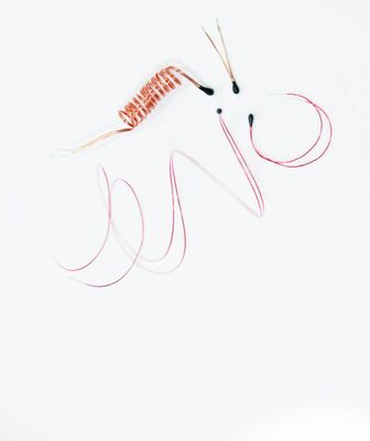 ترمستور NTC مغلف بالبوكسي مع أسلاك الرصاص المسمر للمقاييس الحرارية الرقمية